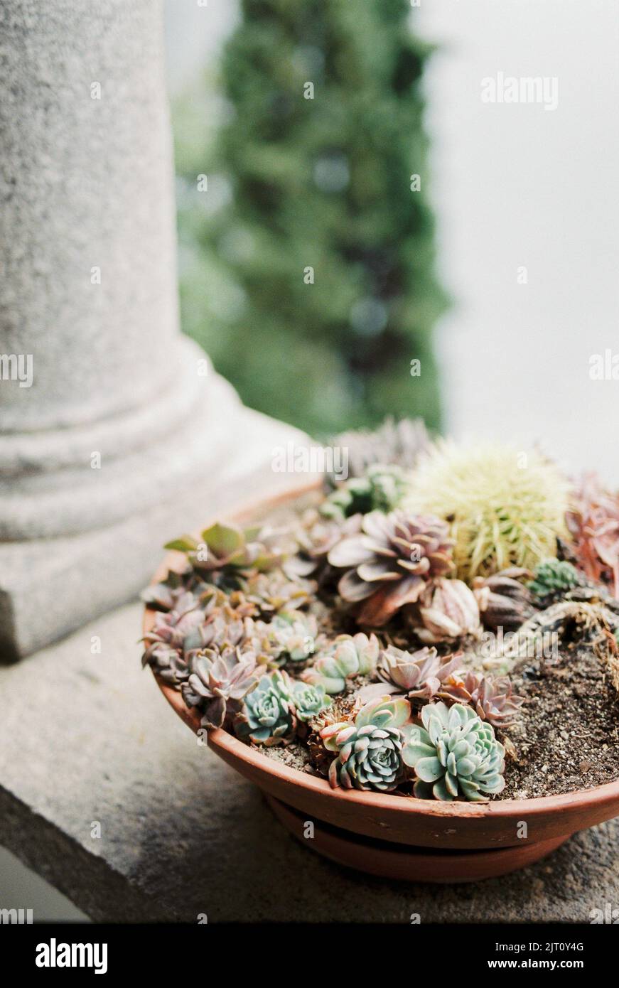 Succulents composition in pot hi-res stock photography and images - Alamy