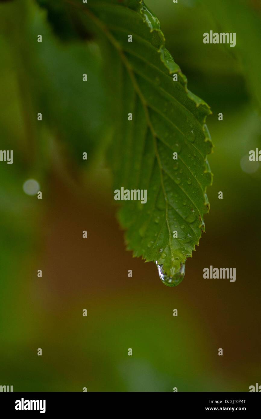 garden Stock Photo