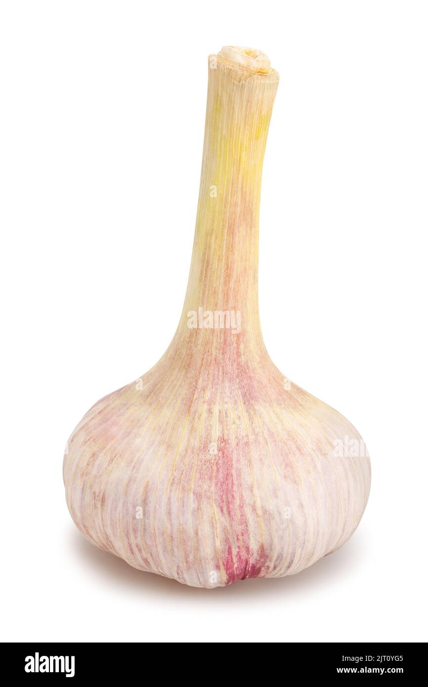 garlic path isolated on white Stock Photo