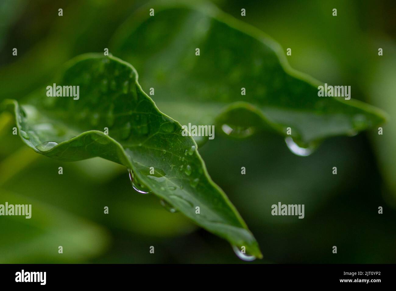garden Stock Photo