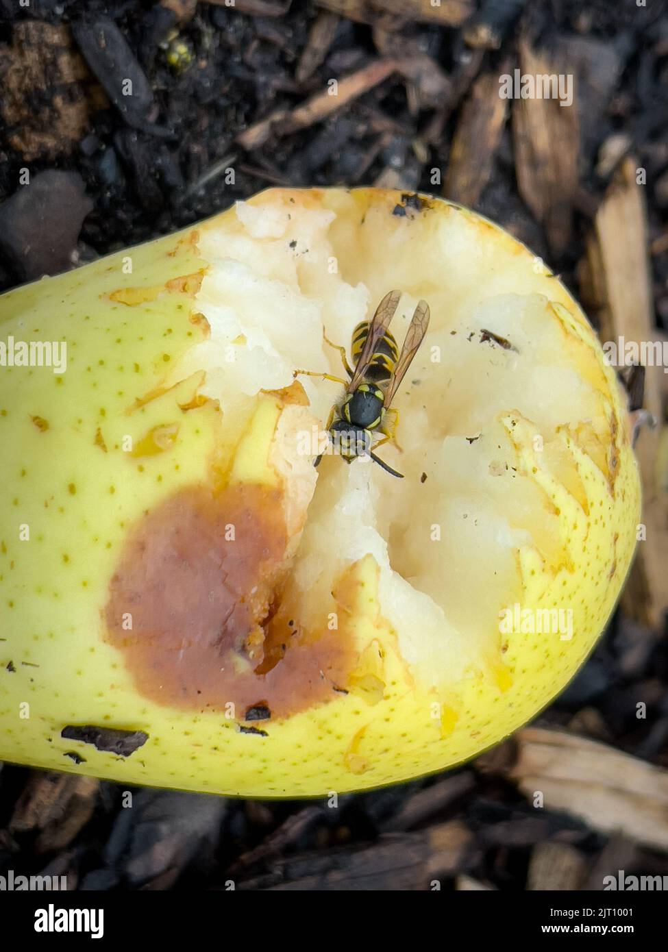 Wasps eat the pears that fell from the tree Stock Photo Alamy