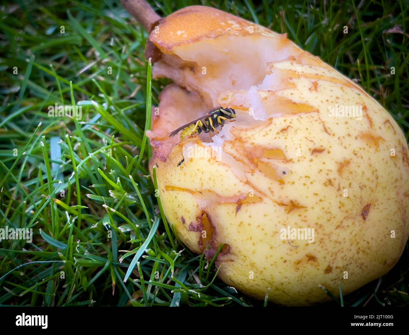Wasps eat the pears that fell from the tree Stock Photo Alamy