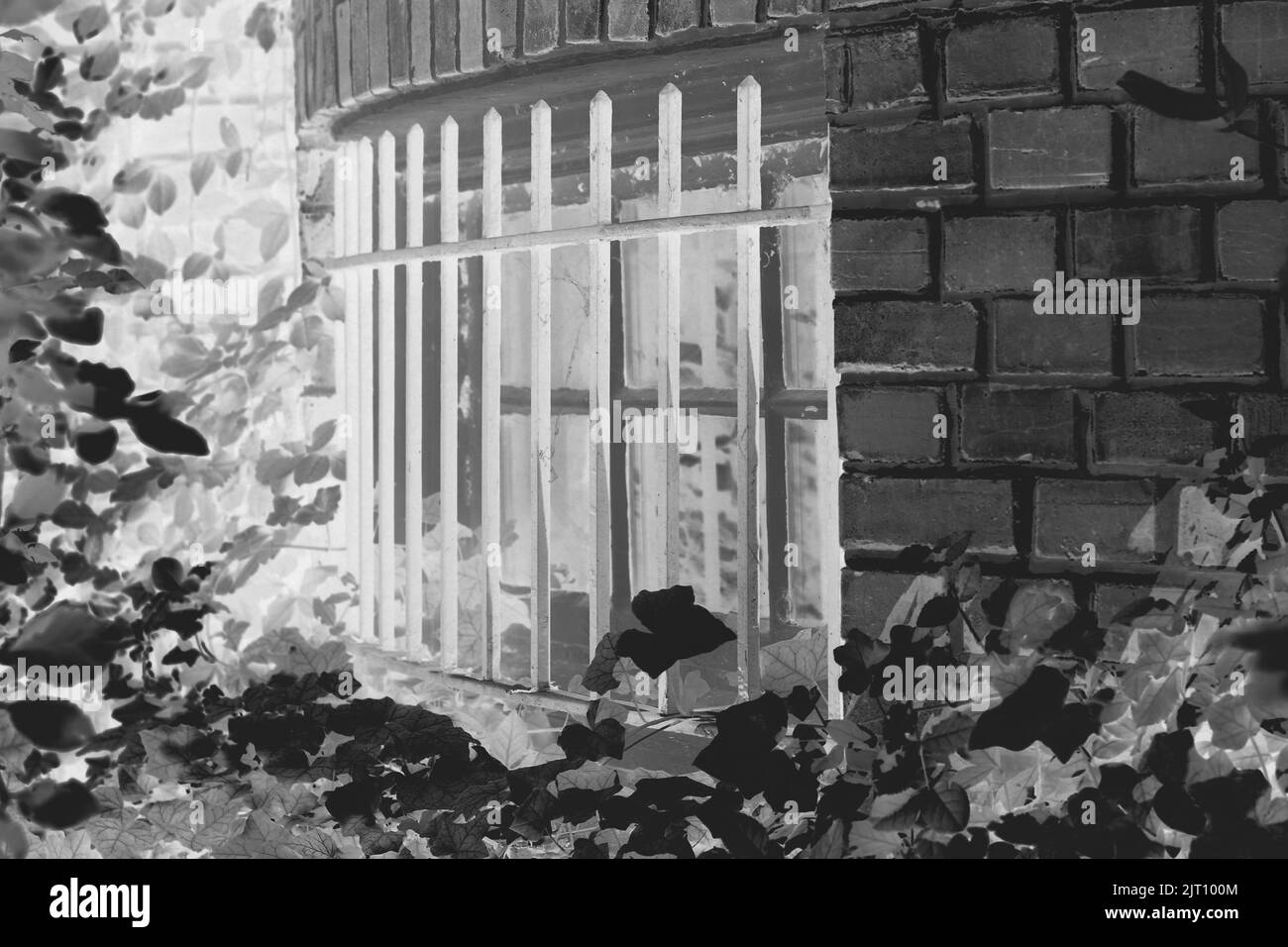 A quiet view of a small garden in front of a residential window covered