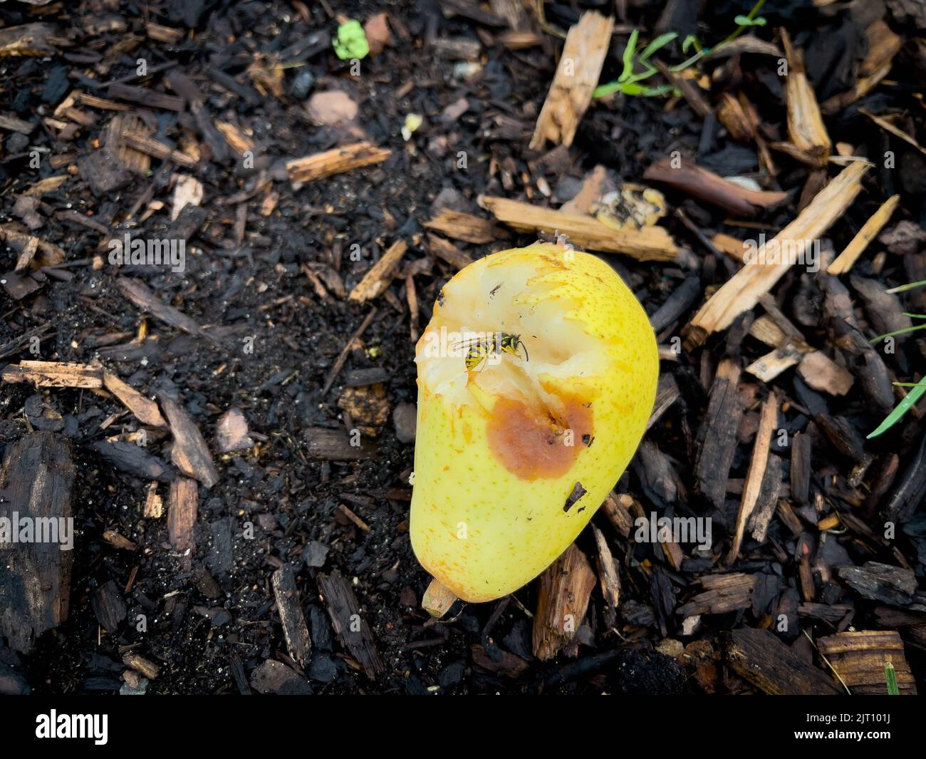 Wasps eat the pears that fell from the tree Stock Photo Alamy