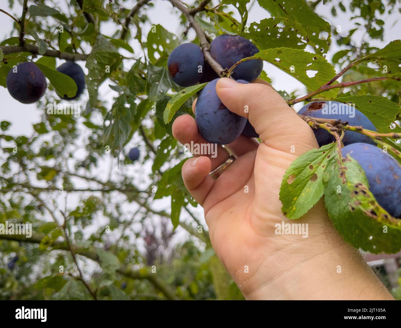 ripe blue plums are picked by hand Stock Photo Alamy