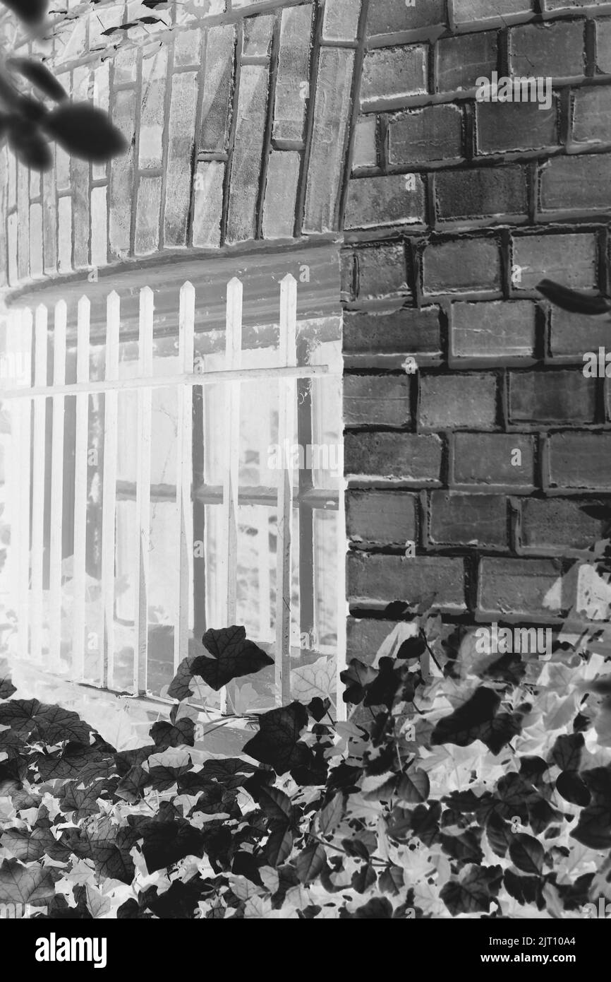 A quiet view of a small garden in front of a residential window covered