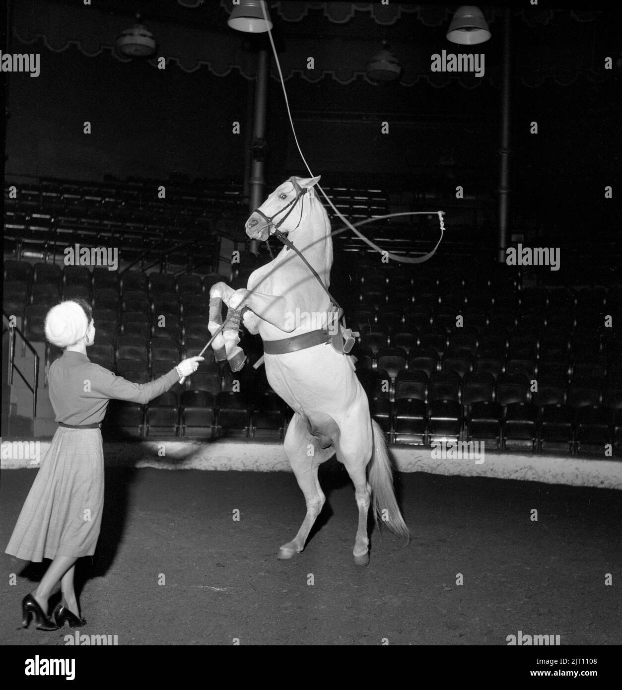 Circus in the 1950s. Mrs Pauline Schumann practising her horse circus act, waving her whip the horse is standing on his two back legs. Sweden 1951 Stock Photo