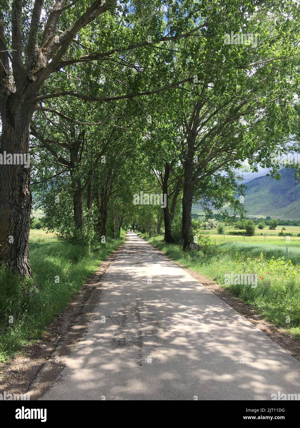 A vertical shot of a road surrounded by lush green nature and ...