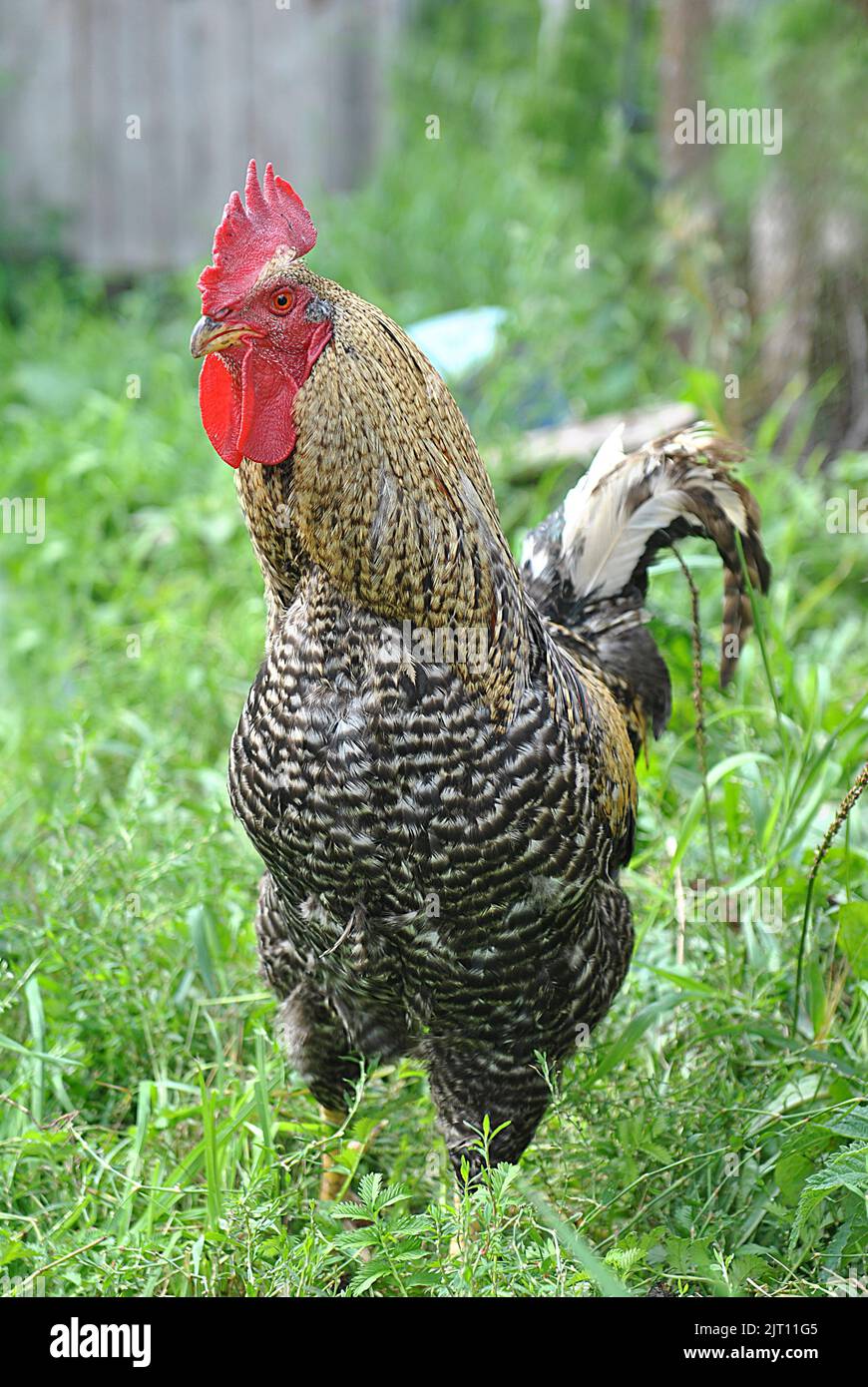 A vertical closeup of a rooster at a farm Stock Photo