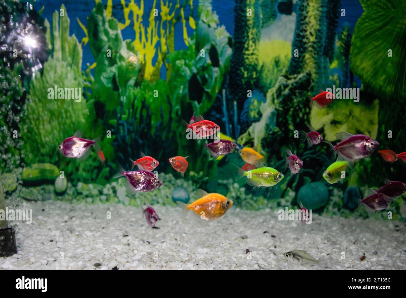 Fish seen in an aquarium at the Radiant Fish World in Cox's Bazar