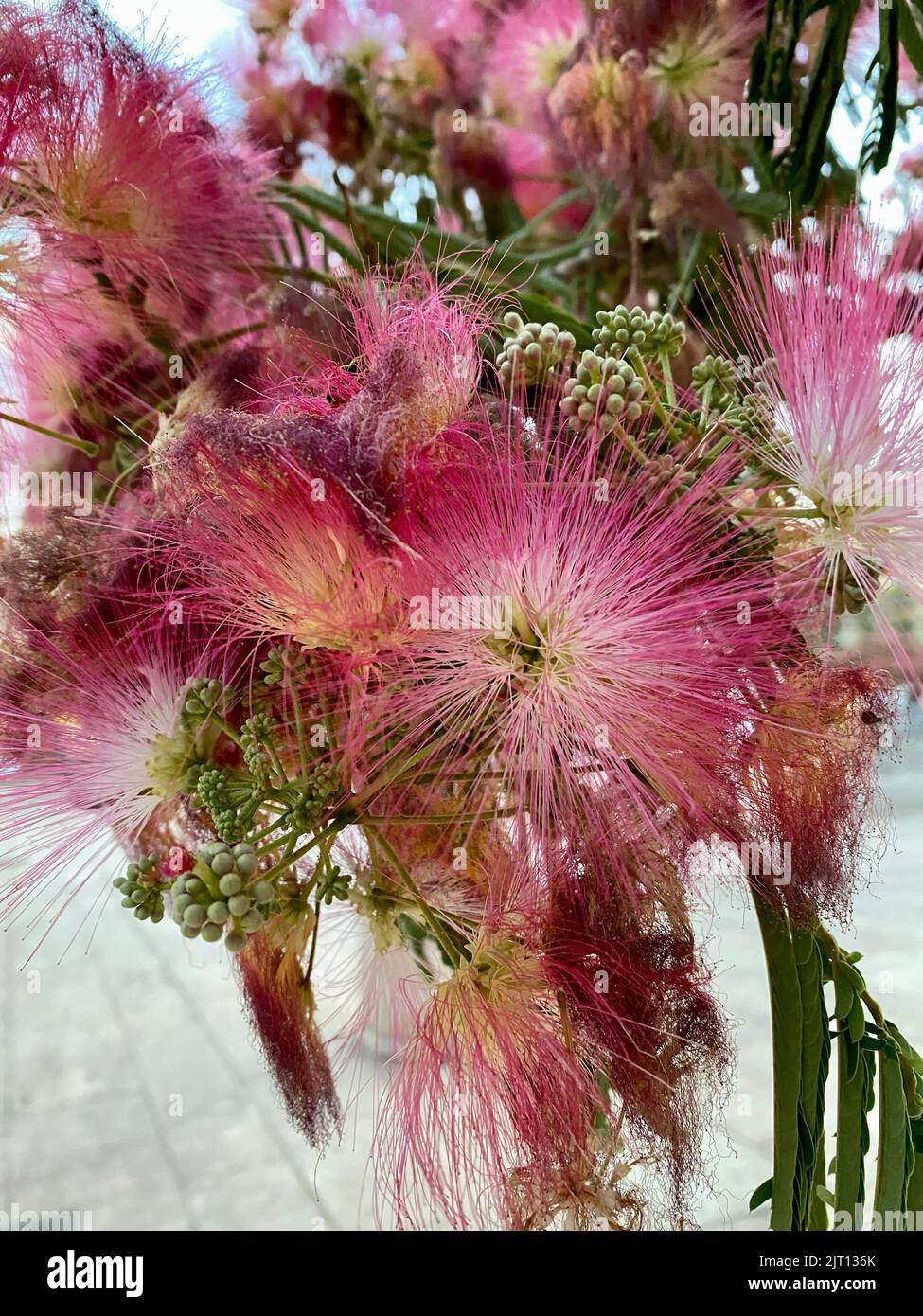 a Closeup shot of pink fluffy flowers of Persian silk tree - perfect for wallpapers Stock Photo