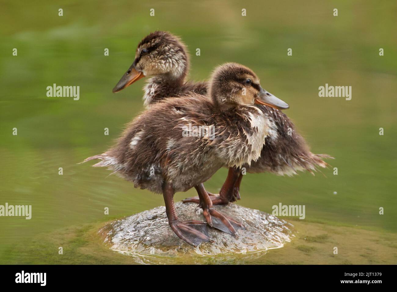 Two Mallard ducklings (Anas platyrhynchos) standing on small island in a lake with green water Stock Photo