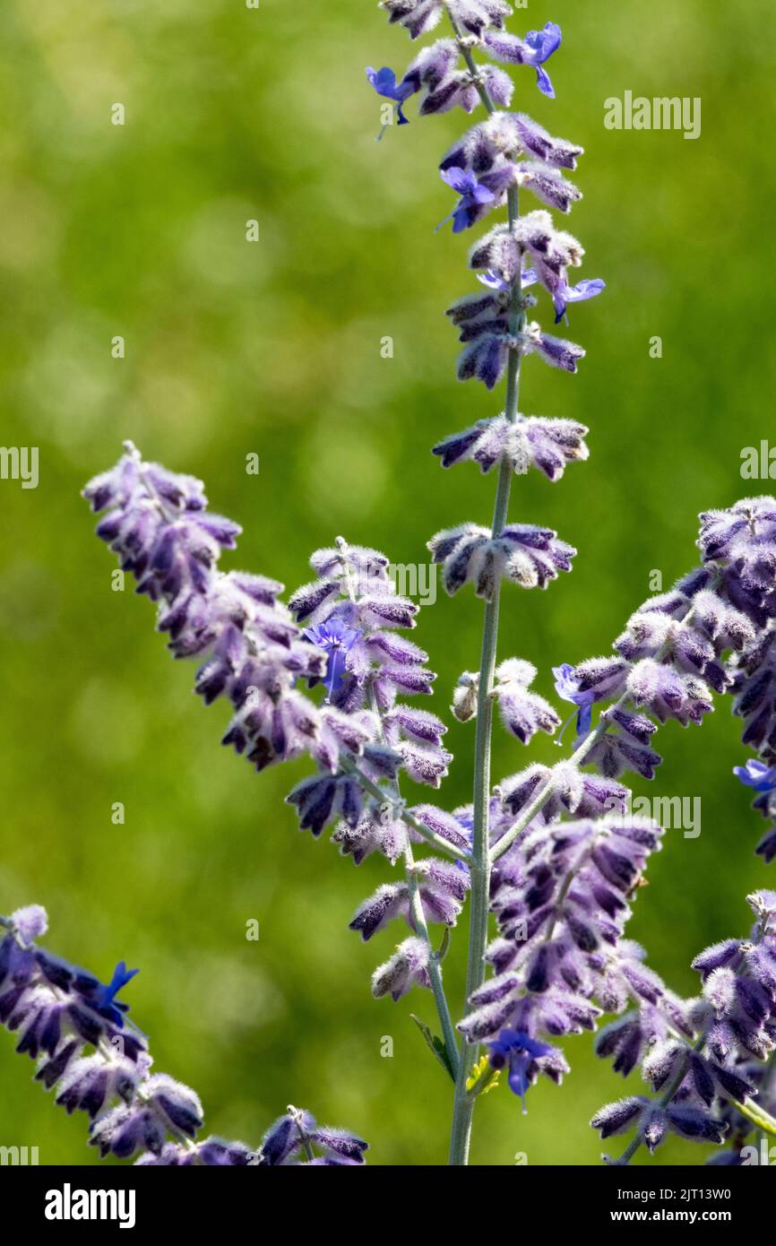 Perovskia "Little Spire", Flower, Perovskia atriplicifolia, Russian Sage, Salvia yangii, Blooming, Sage, Detail Stock Photo