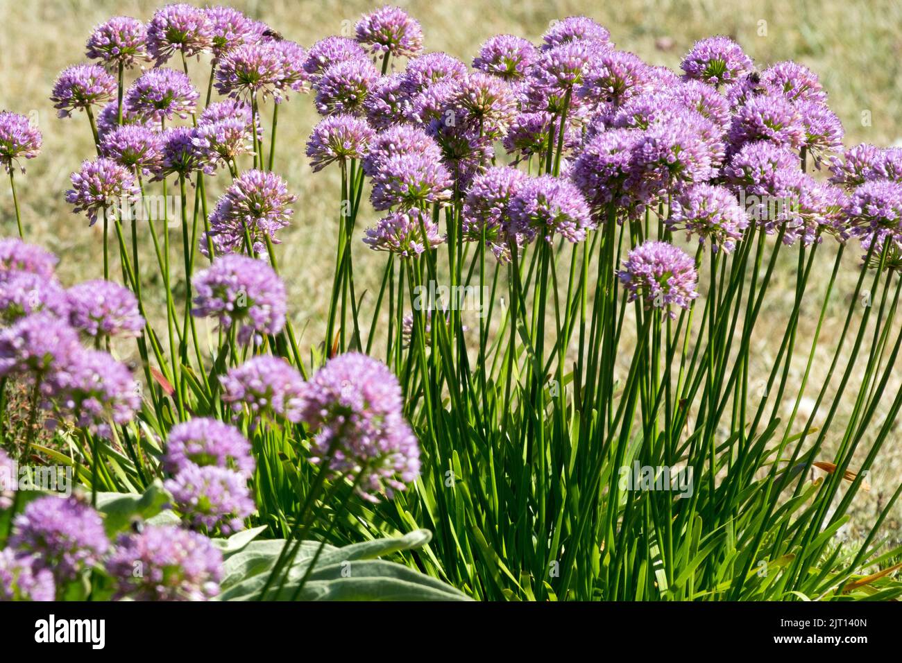 Growing clumps of Allium senescens, Flowers, Garden, Alliums, Curly Chives, Mountain Garlic, Ornamental Onion Stock Photo