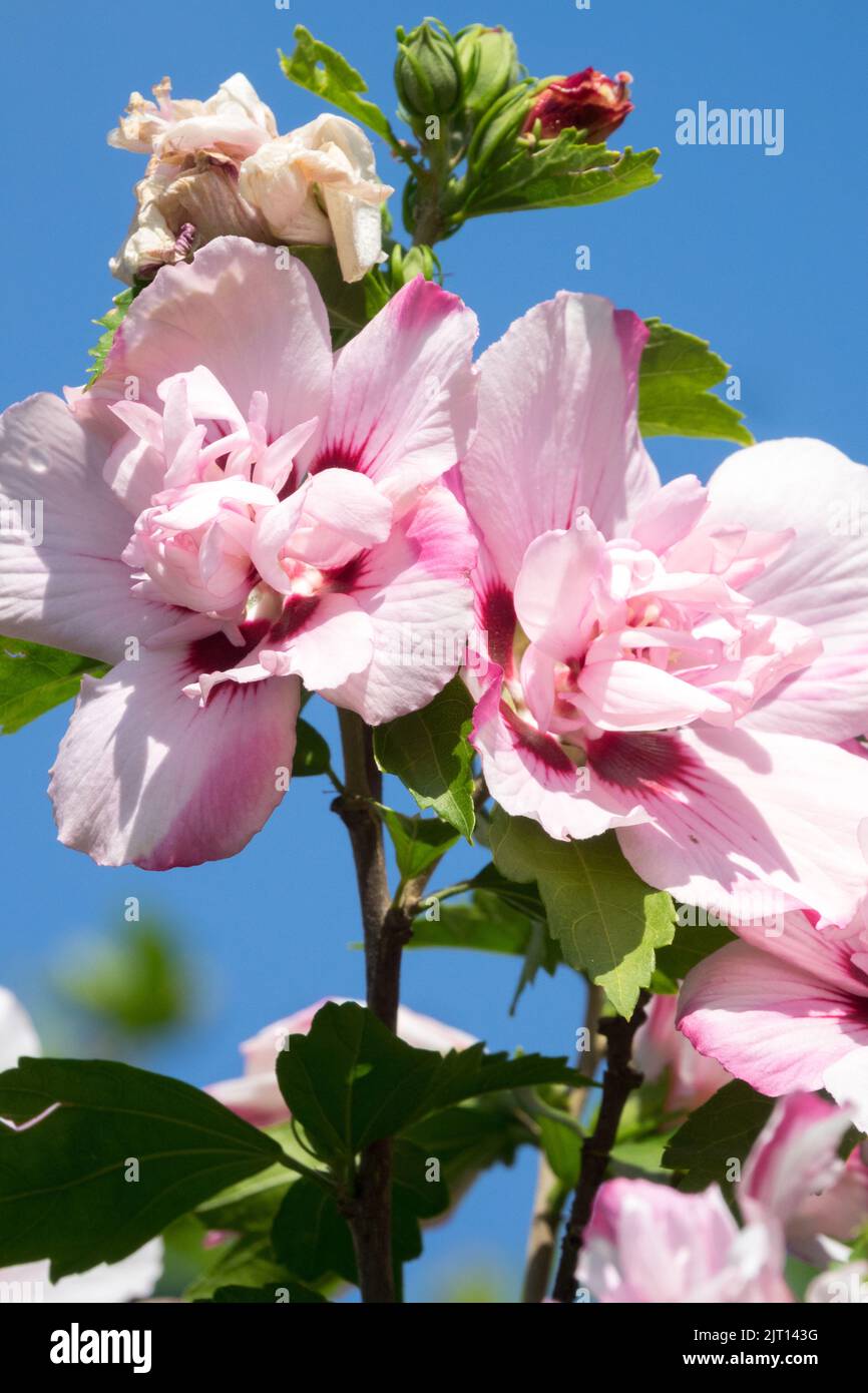 Beautiful Hibiscus 'Lady Stanley', Pink Roses of Sharon Flowers, Hardy Hibiscus syriacus Flower Stock Photo
