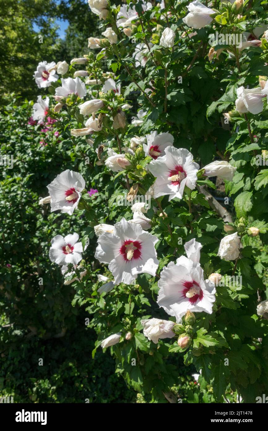 Shrubby, Hibiscus syriacus Tree, Blooming, Hibiscus syriacus 'Red Heart', Flowering shrub Stock Photo