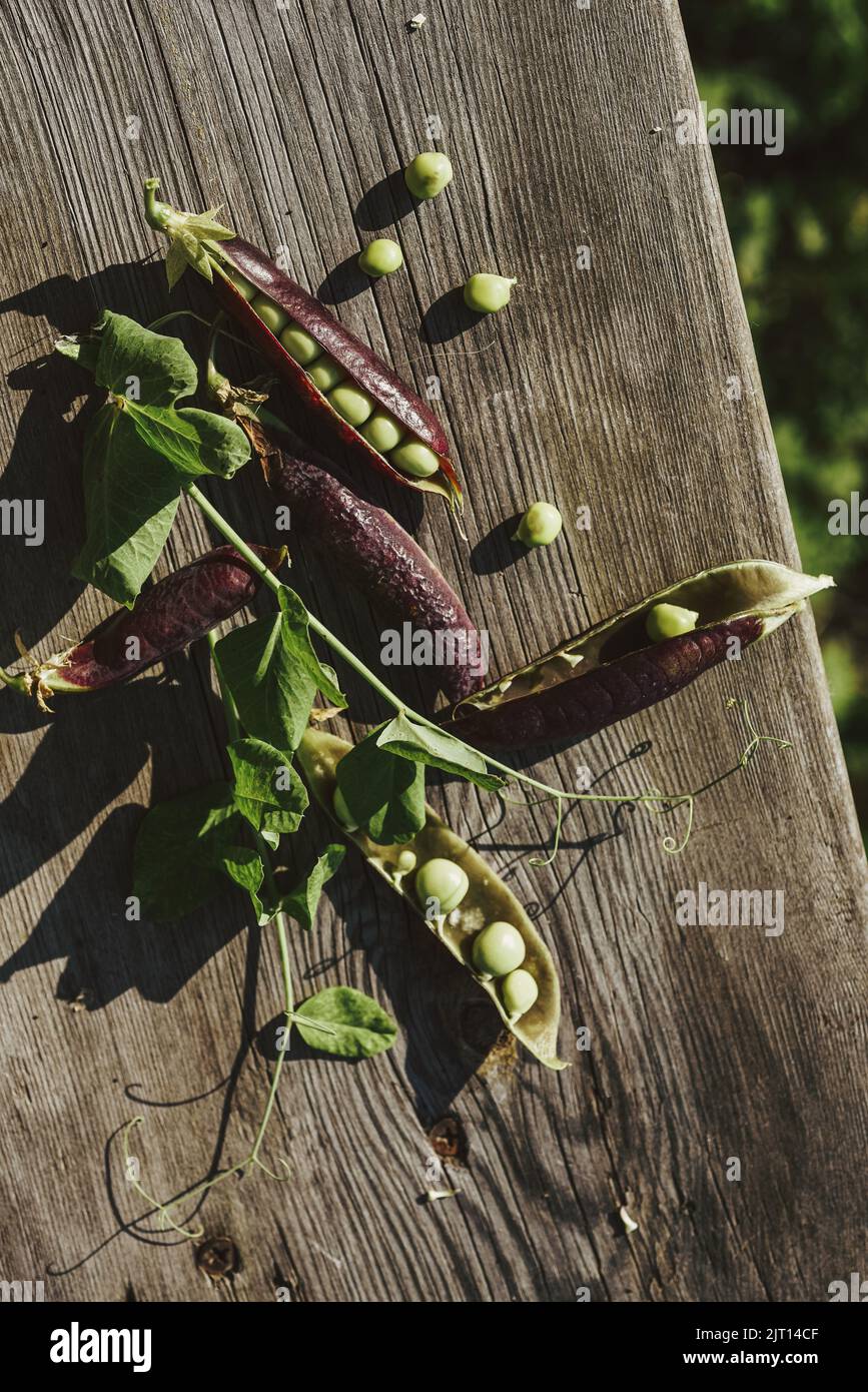 Raw purple pea pods on a wooden background. The concept of healthy eating and snacking. Vegetarian food Stock Photo