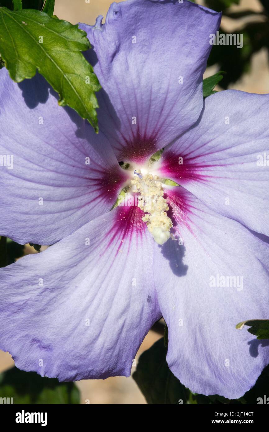 Purple Hibiscus syriacus 'Blue Bird' Flower Roses of Sharon Stock Photo