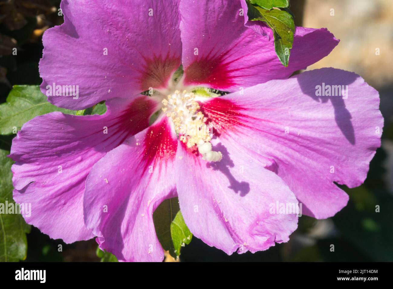 Pink Flower, Hibiscus syriacus 'Souvenir de Charles Breton' Stock Photo