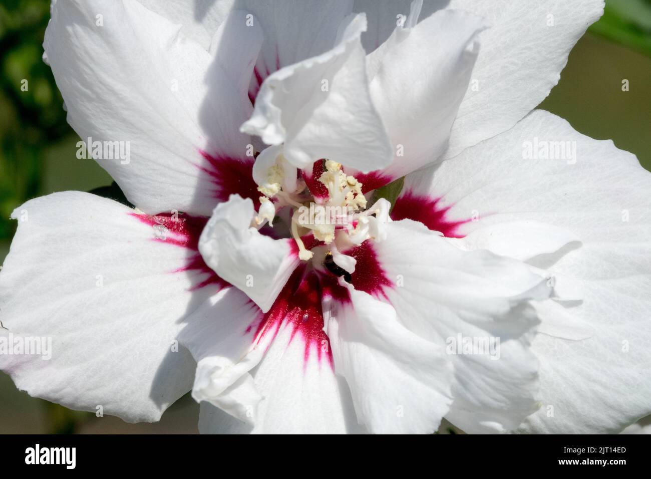 Hibiscus syriacus Speciosus Flower Stock Photo