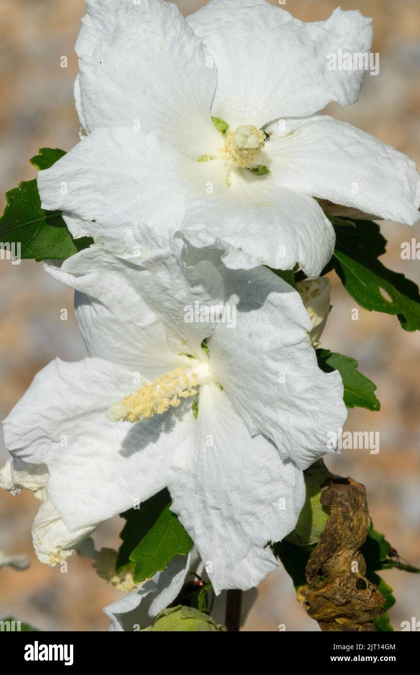 Hibiscus syriacus white flower Hibiscus syriacus 'William R Smith' Beautiful Plant Stock Photo