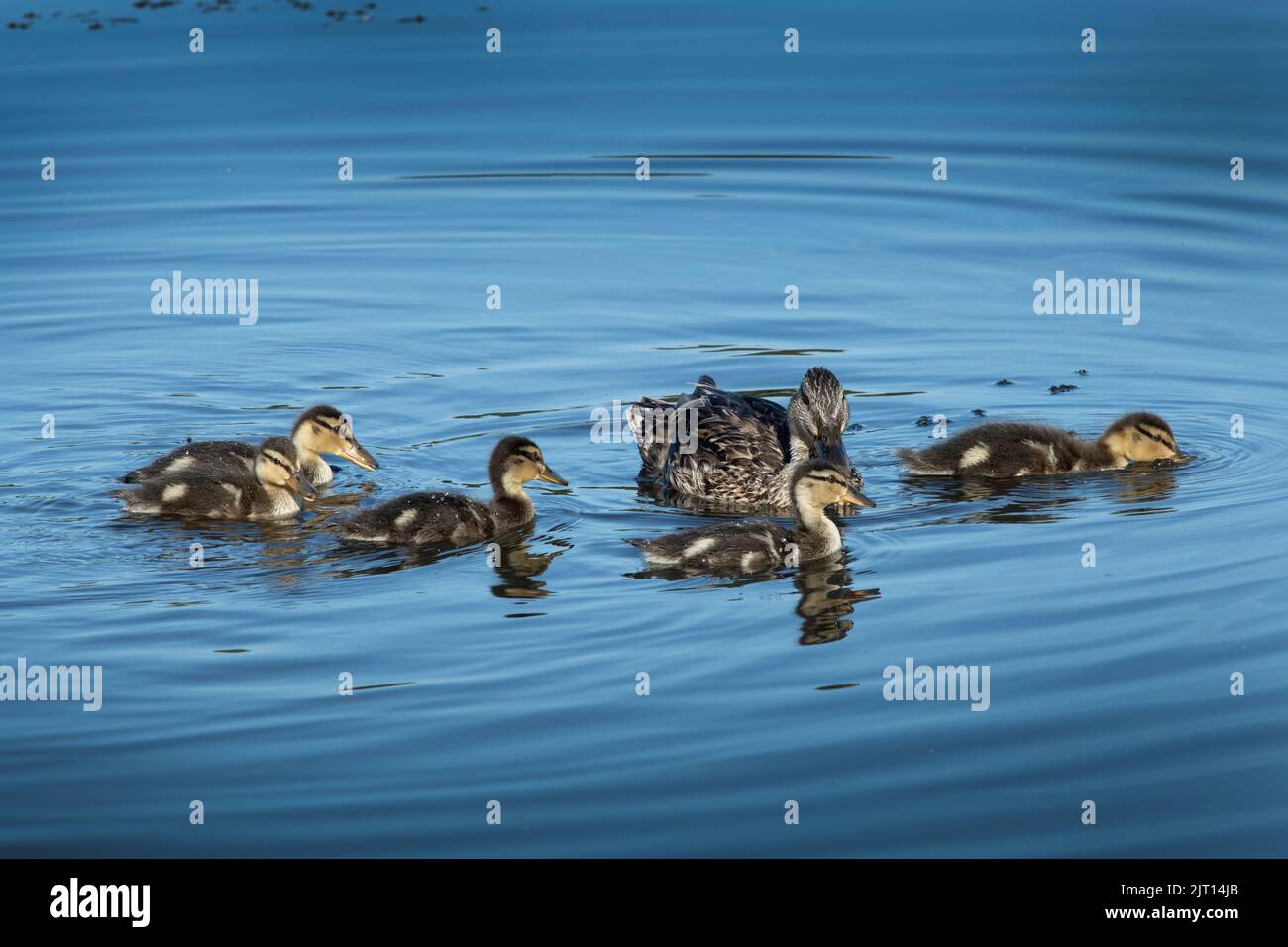 Female Mallard duck with her five ducklings Stock Photo