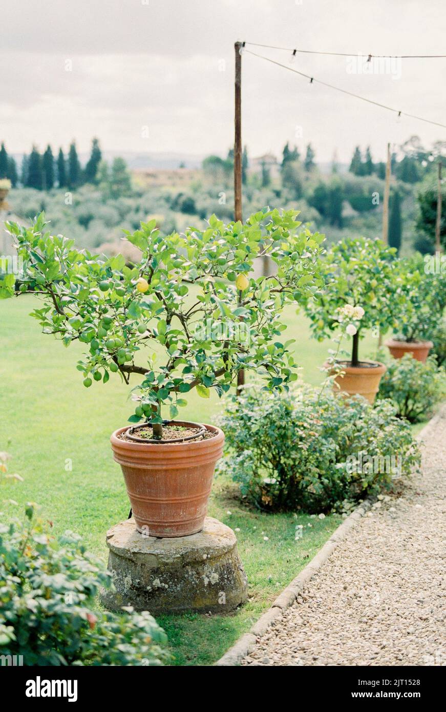 Lime trees grow in clay pots along an alley in a green garden Stock