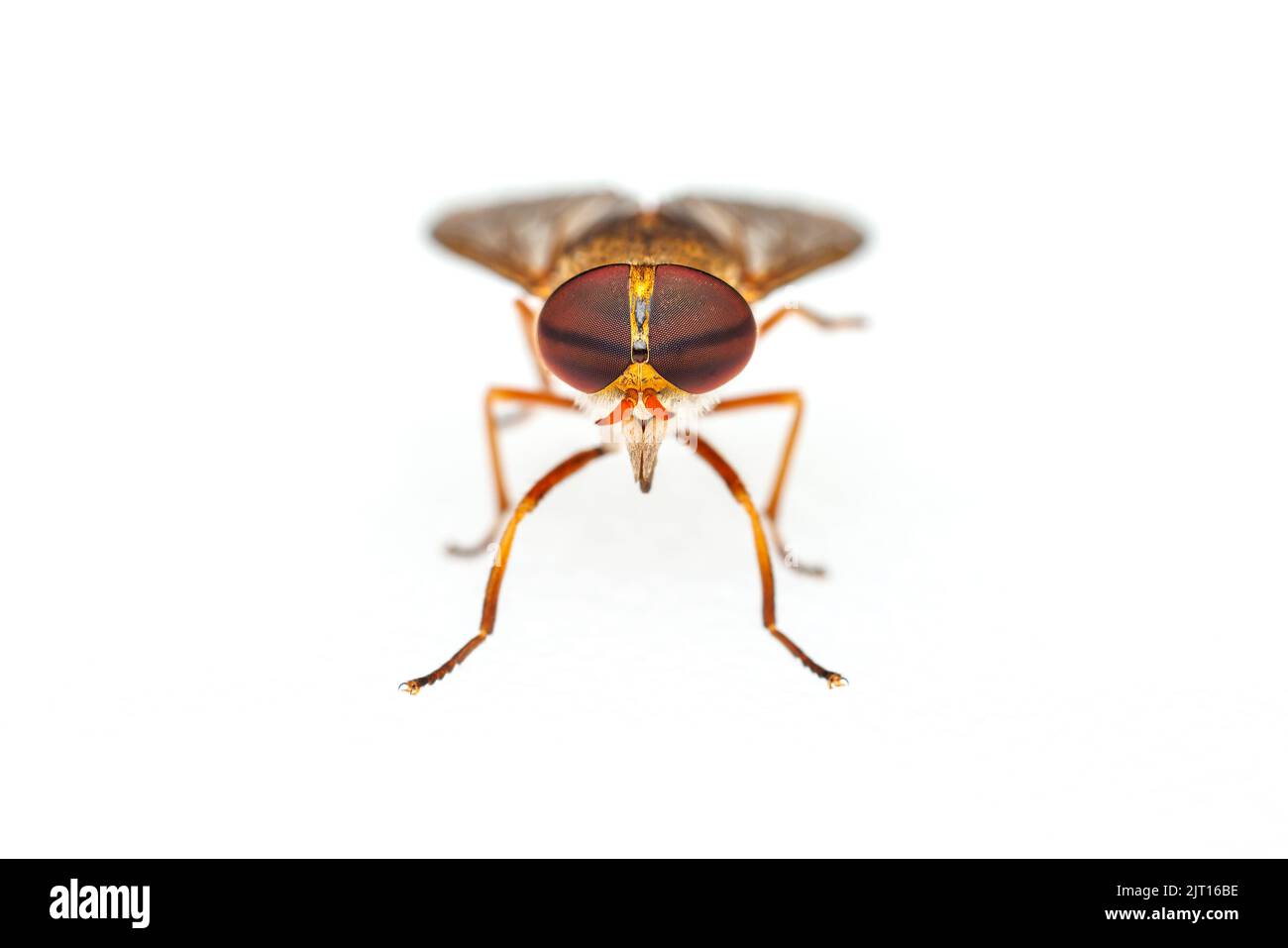 A view of the face of a female Horse Fly (Tabanus sp.) isolated on white background. Stock Photo