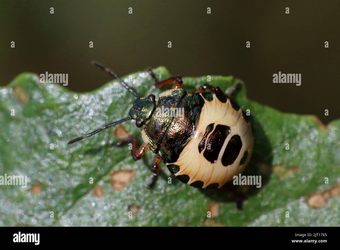 Bronze Shieldbug - Troilus luridus nymph Stock Photo
