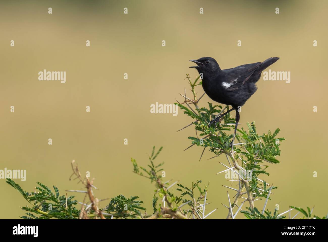 Sooty Chat - Myrmecocichla nigra, small song bird from African meadows and grasslands, Uganda. Stock Photo