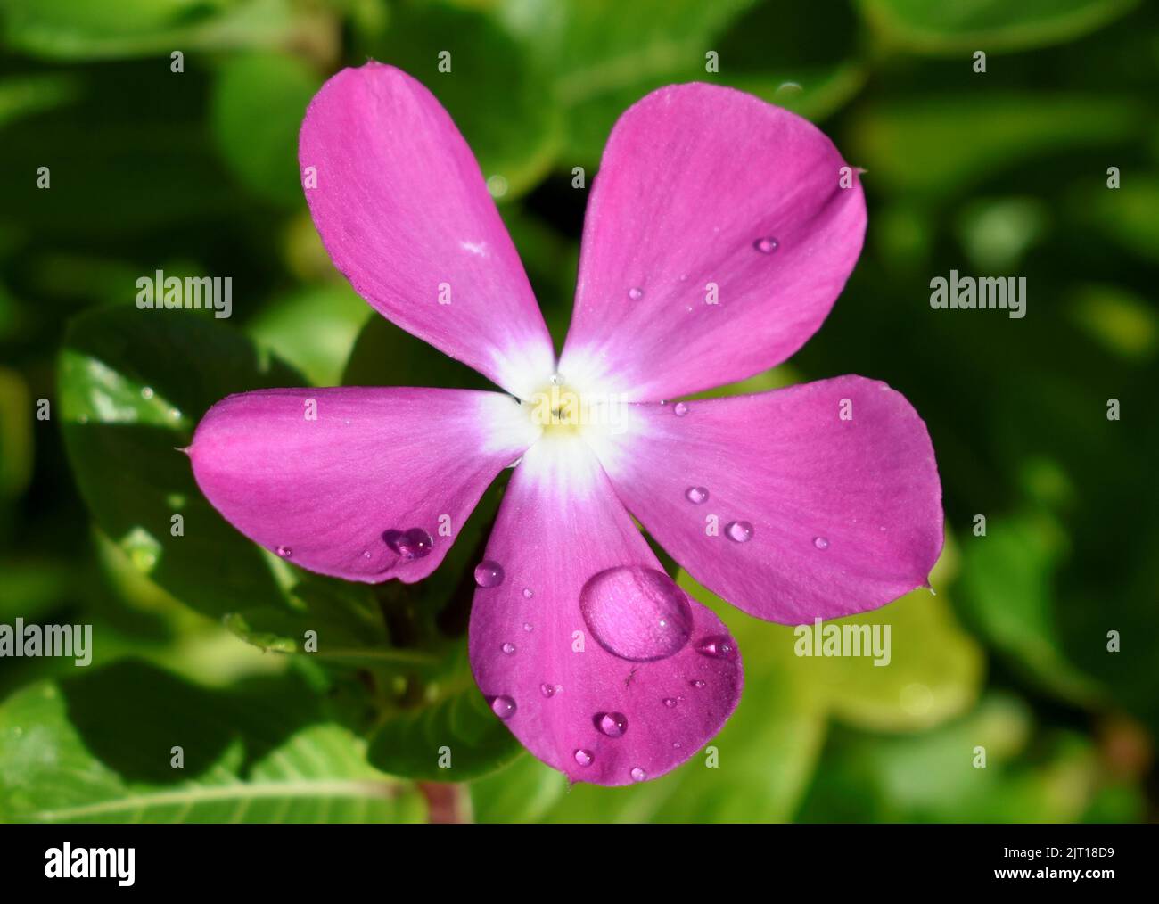 pink flowers reflecting under sunlight Stock Photo Alamy