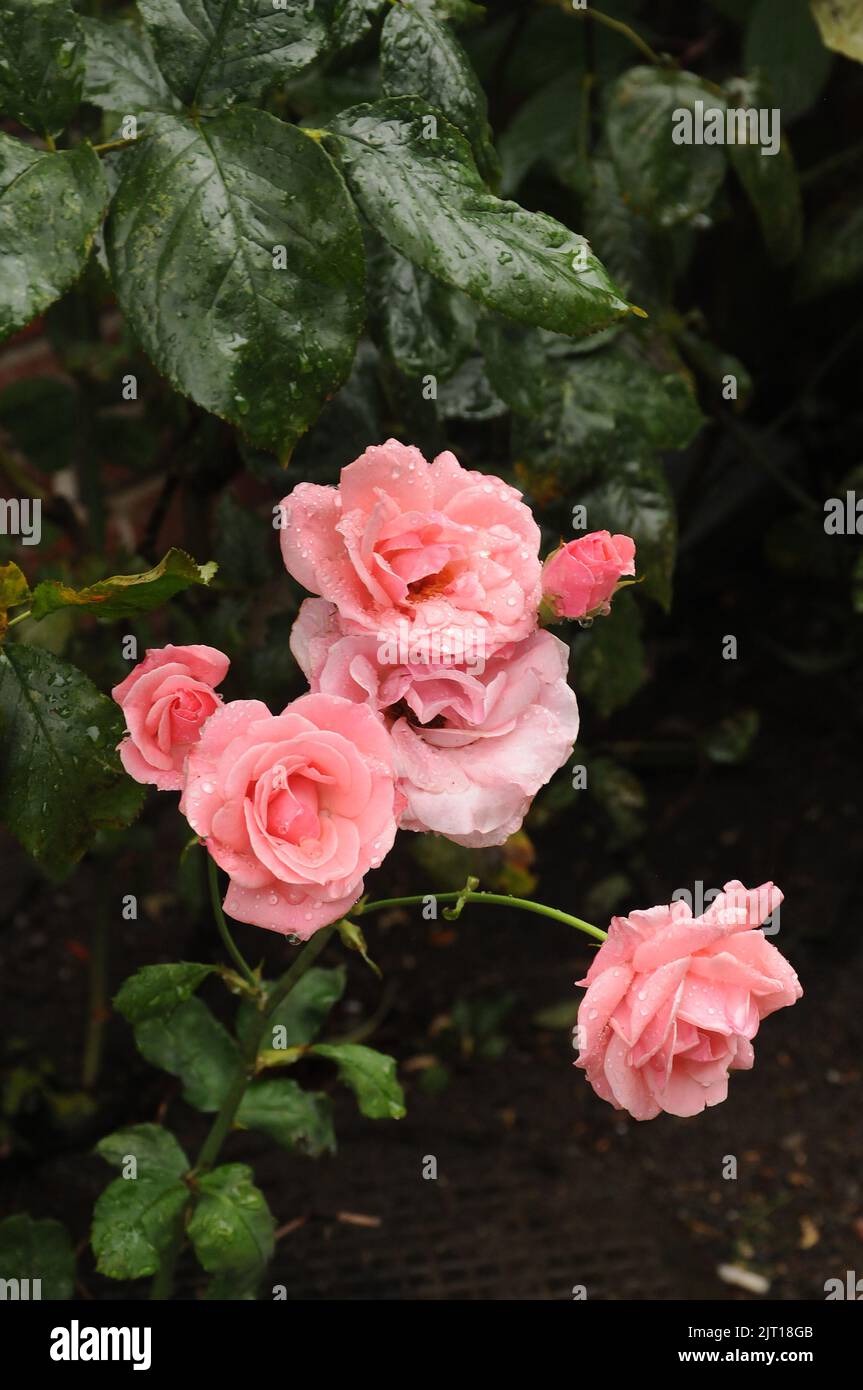 Copenhagen /Denmark/27 August 2022/ Rose flowers covered with rain