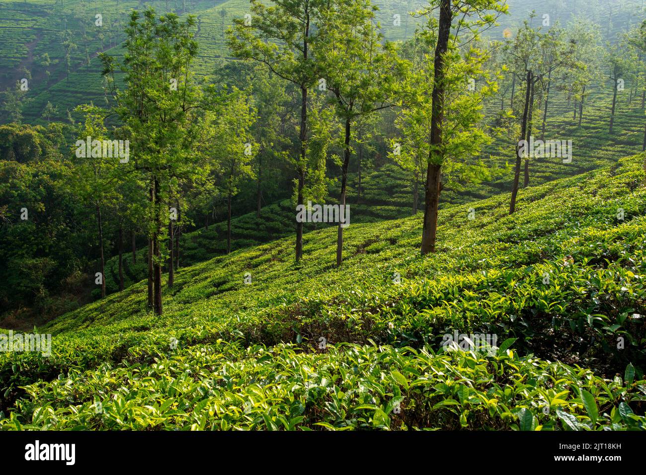 Morning View of Tea Plantation in Nilgiri Hills Stock Photo