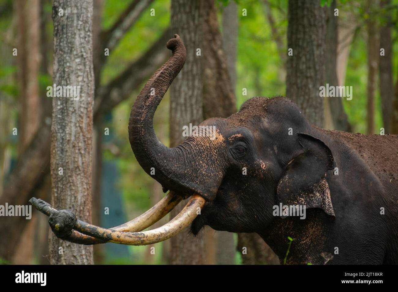 Big Elephant of Kabini National Park Stock Photo