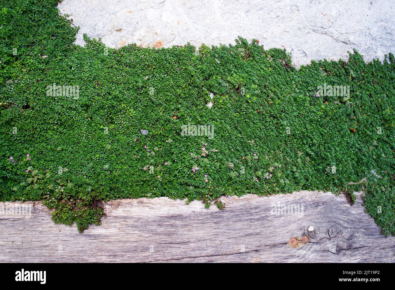 Creeping Thyme Pathway