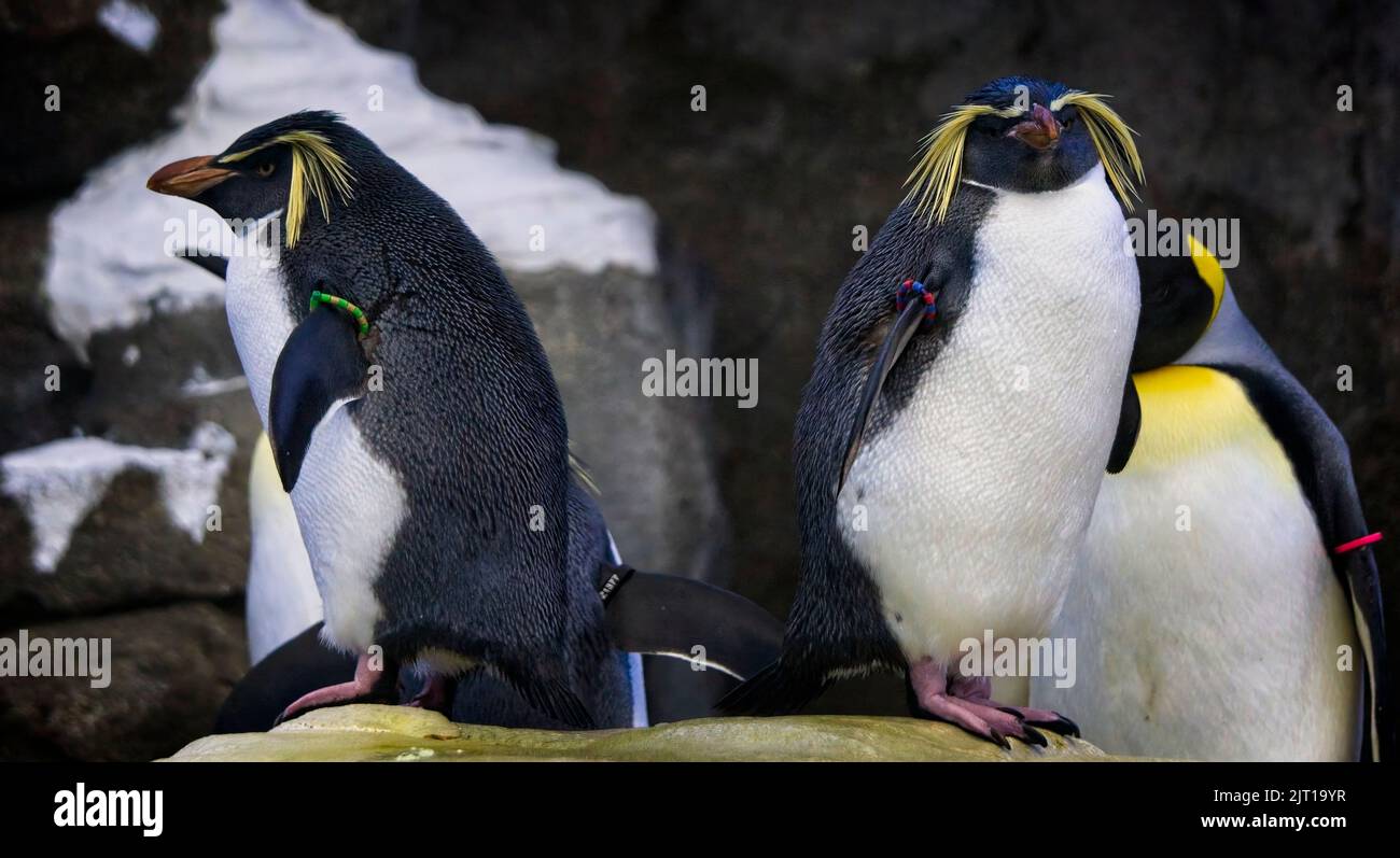 Rockhopper Penguins  Calgary Zoo Alberta Stock Photo