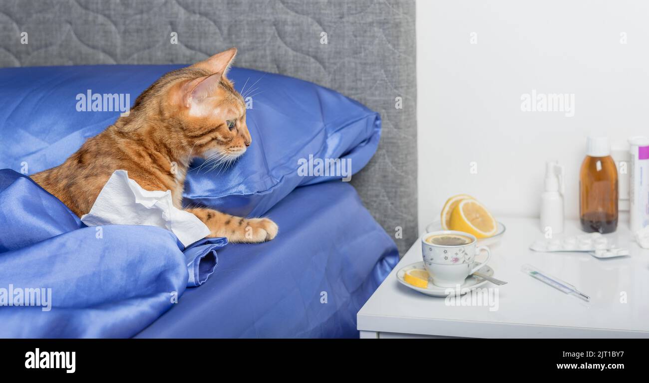 A cat with a handkerchief from a cold in its paws. Treatment for colds