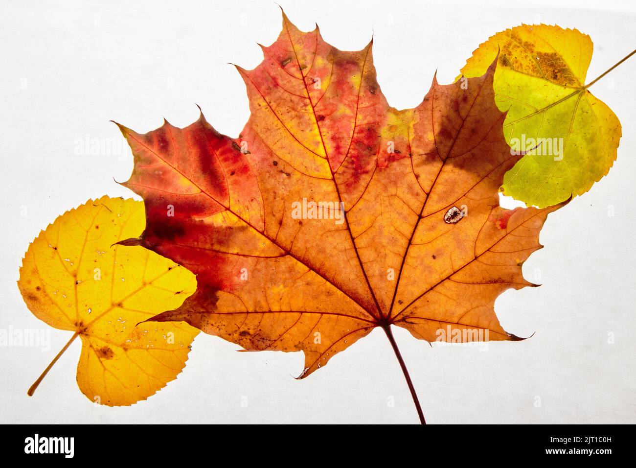Autumn maple leaves isolated on white background Stock Photo - Alamy