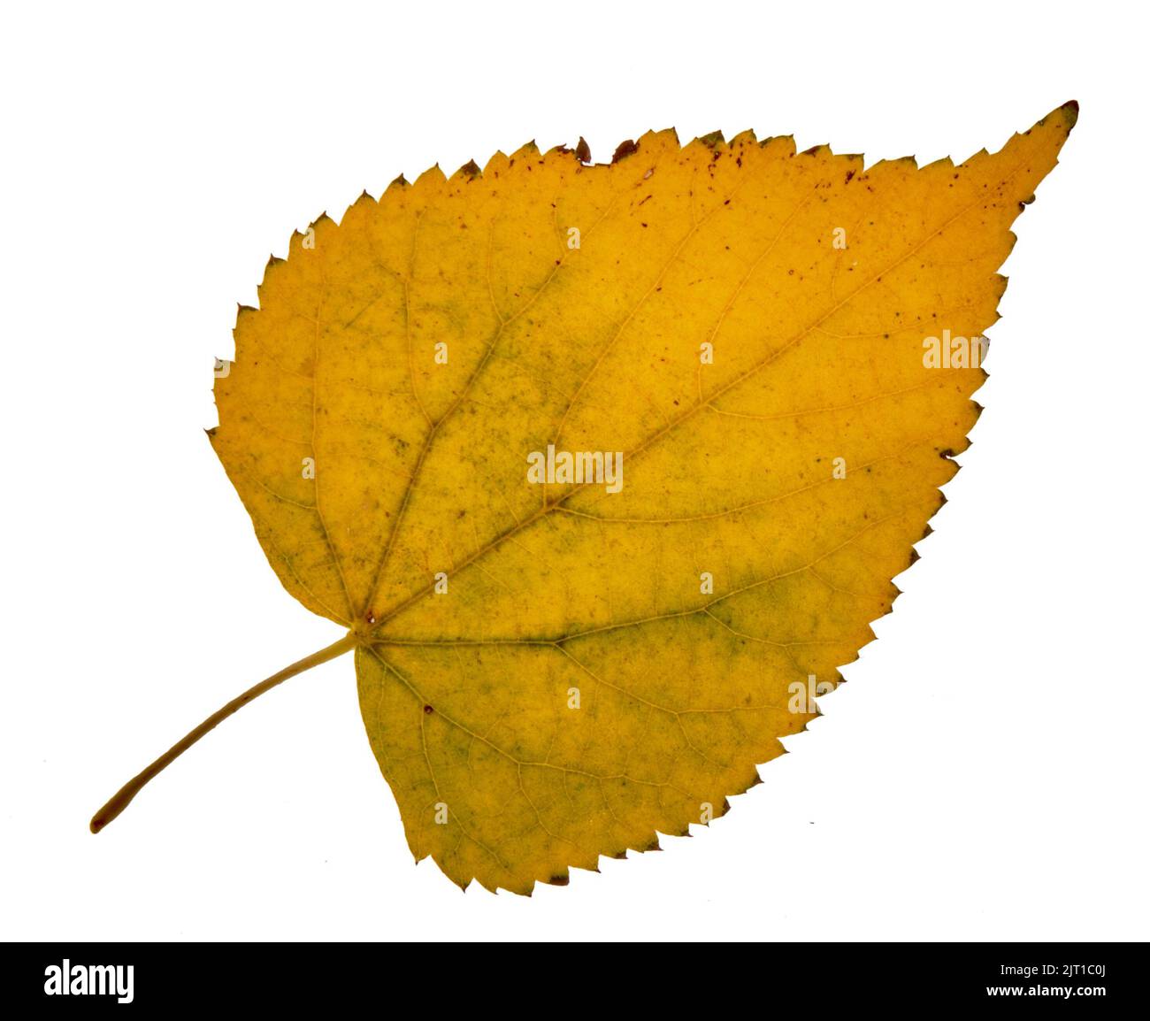 Autumn birch leaves on a white background Stock Photo - Alamy