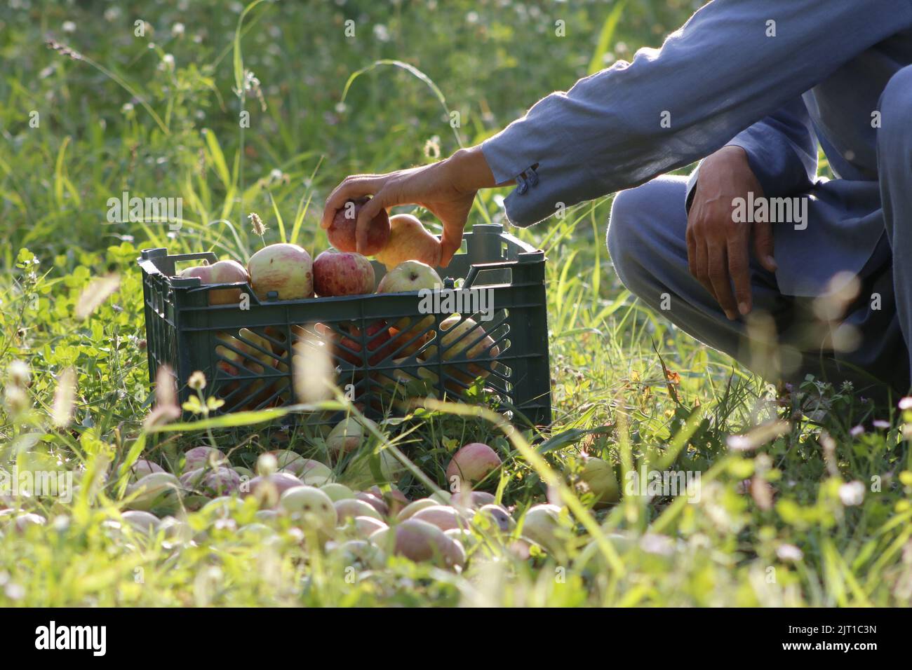 Samangan, Afghanistan. 25th Aug, 2022. An Afghan farmer packs apples in Samangan province, Afghanistan, Aug. 25, 2022. Credit: Khibar Momand/Xinhua/Alamy Live News Stock Photo