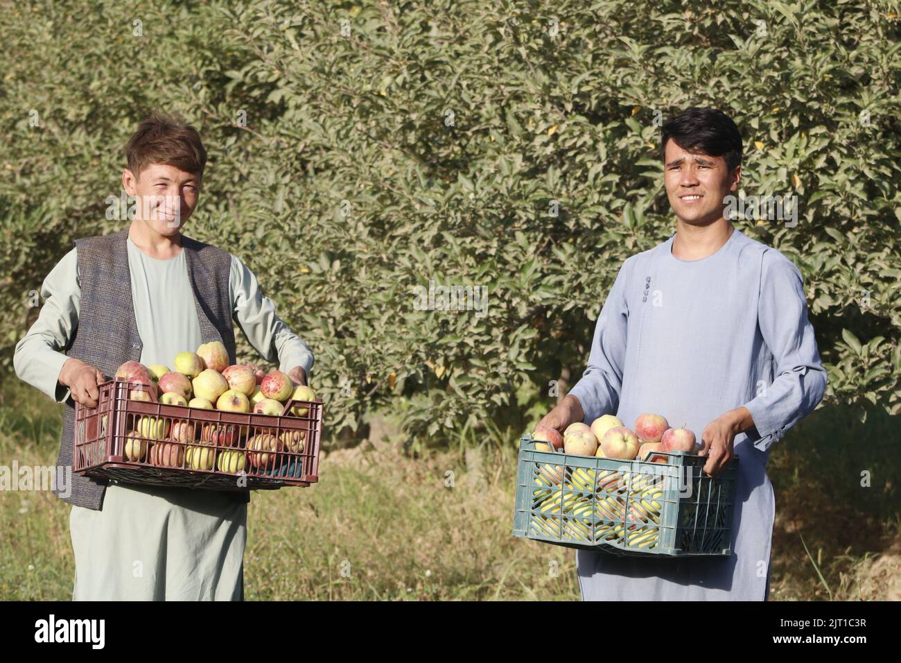 Samangan, Afghanistan. 25th Aug, 2022. Afghan farmers pack apples in Samangan province, Afghanistan, Aug. 25, 2022. Credit: Khibar Momand/Xinhua/Alamy Live News Stock Photo