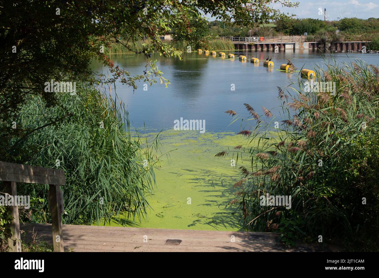 Eton Wick, Berkshire, UK. 27th August, 2022. Duckweeds have spread on the Jubilee River following the recent heatwaves. Credit: Maureen McLean/Alamy Live News Stock Photo