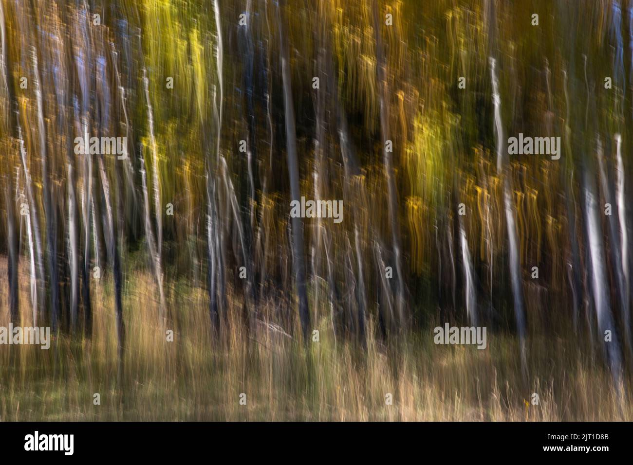 WY05007-00....WYOMING - Abstract trees in Grand Teton National Park. Stock Photo