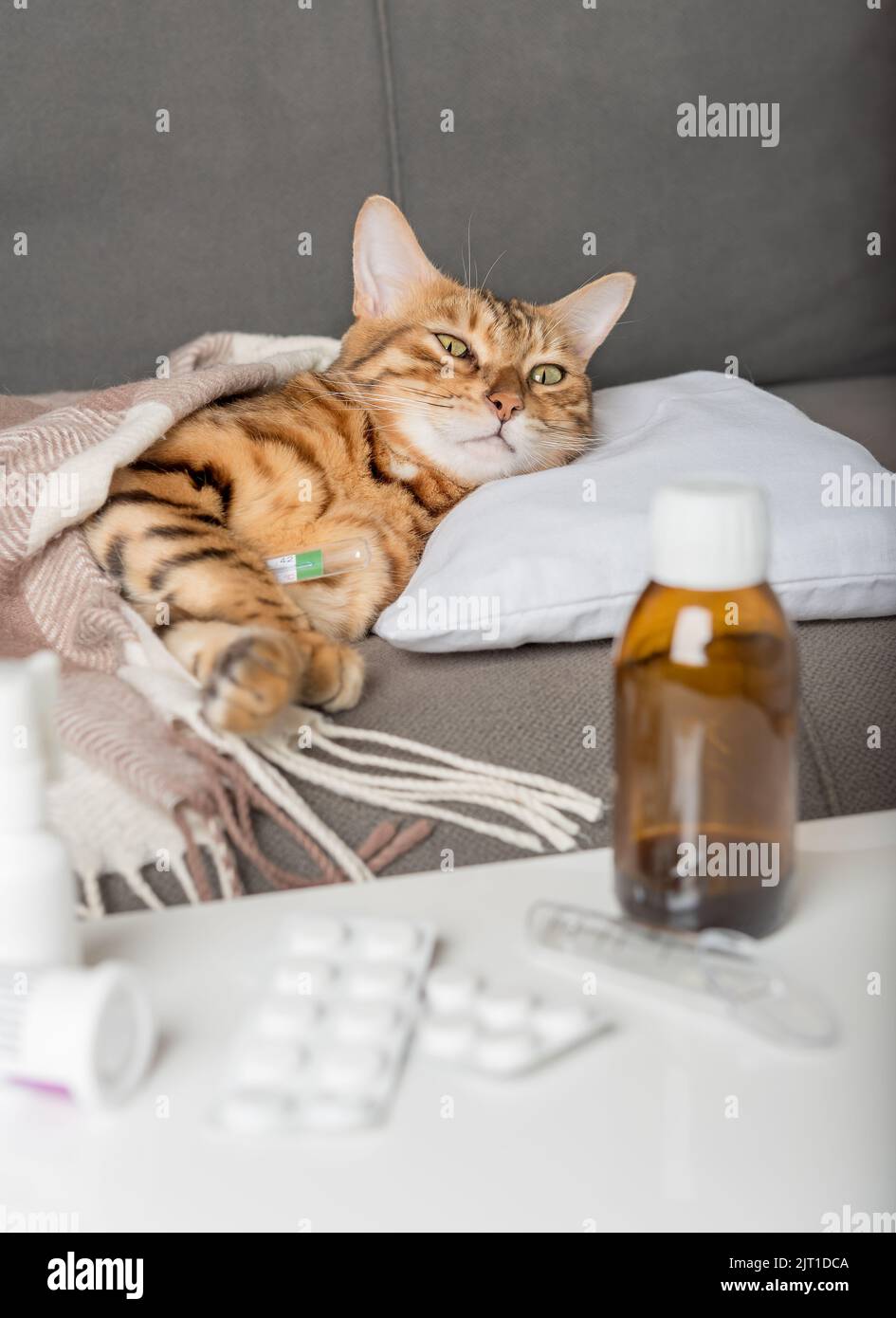 A sick cat lies on the couch, wrapped in a blanket. Bengal cat with flu