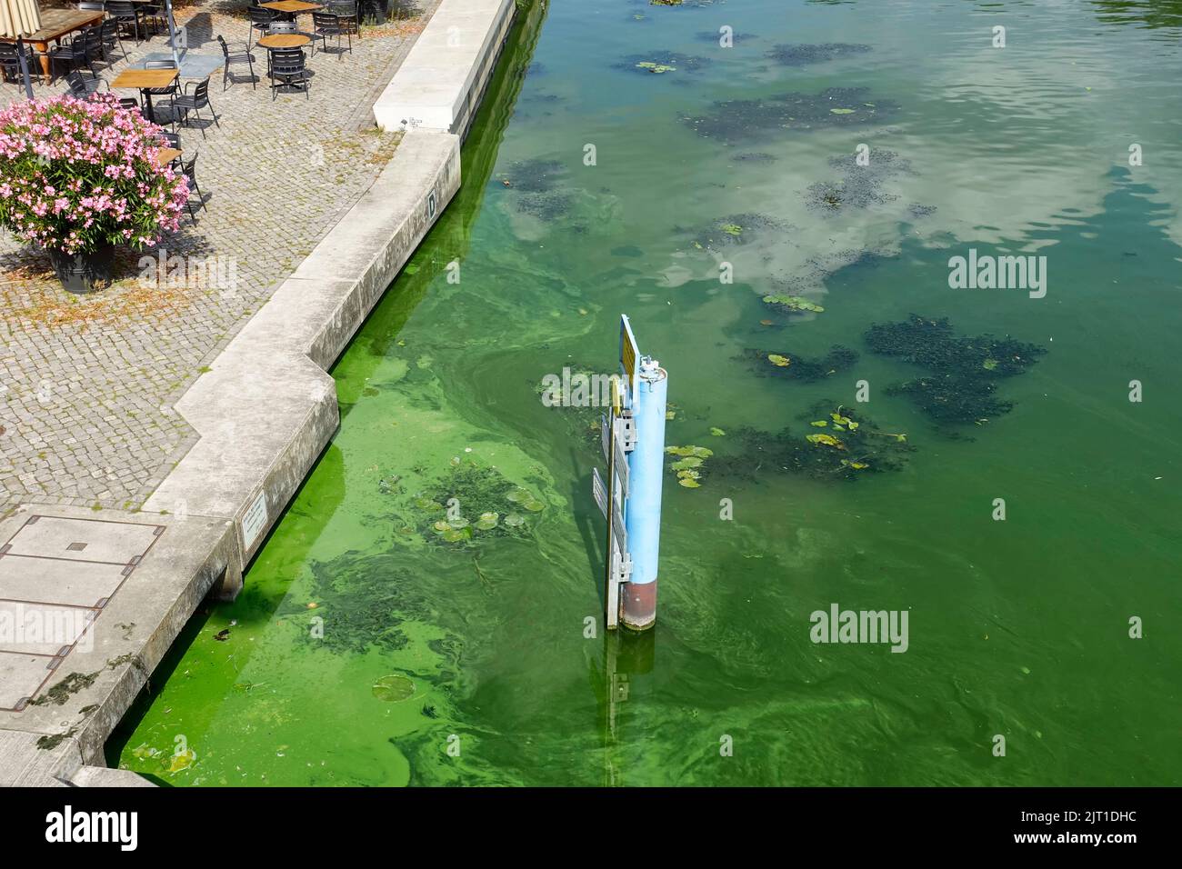 Algae in the river, Brandenburg an der Havel, Germany Stock Photo