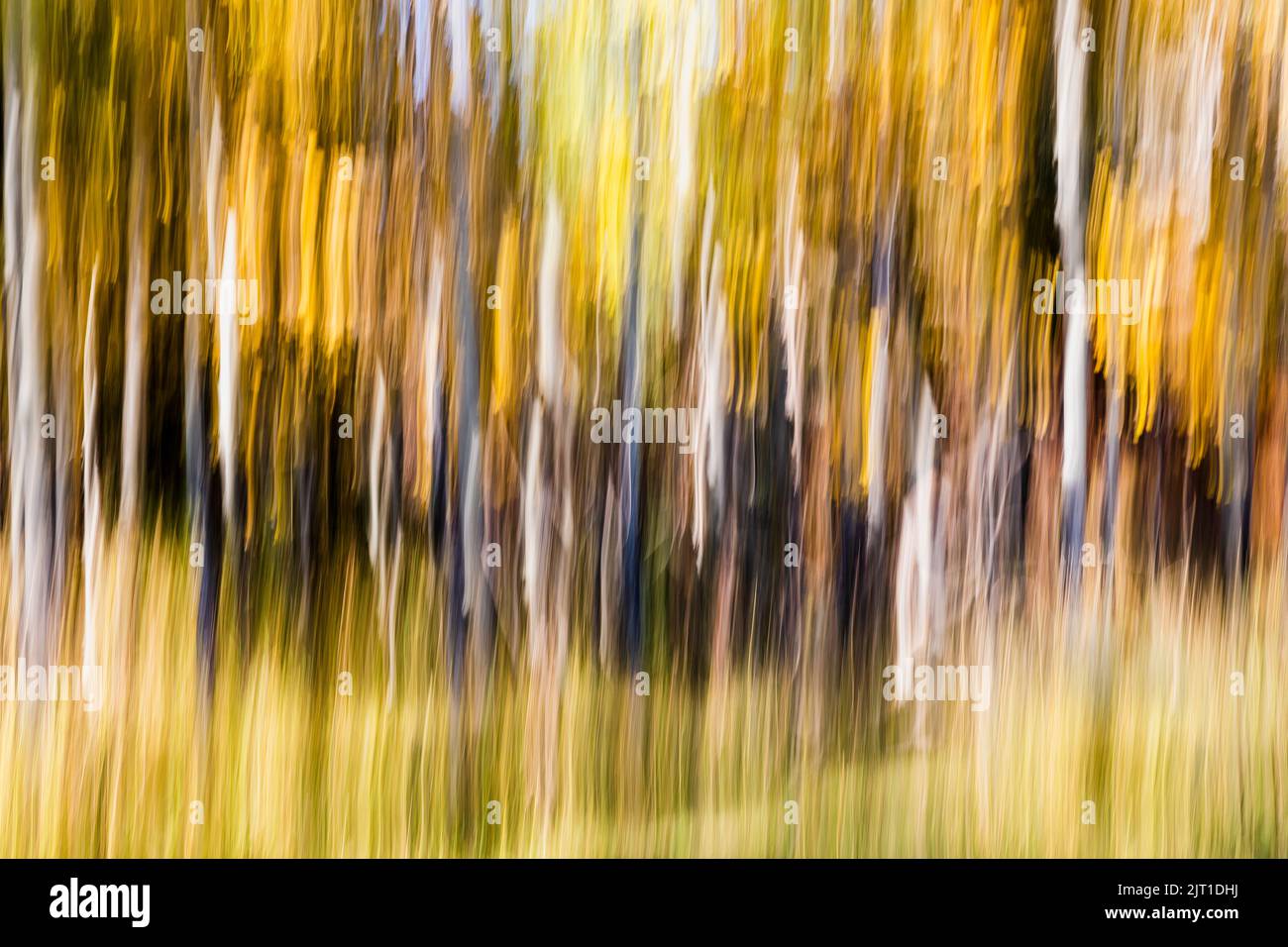 WY05009-00....WYOMING - Abstract trees in Grand Teton National Park. Stock Photo