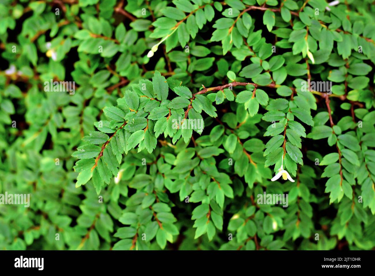 Shrublike 'Begonia Foliosa' plant with glossy oval green leaves Stock Photo