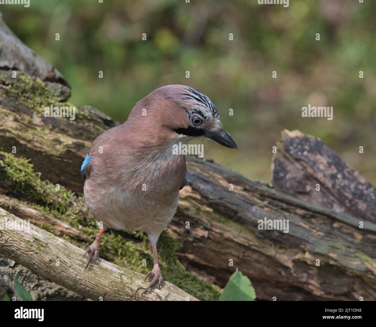Eurasian jay looking for food a round the woodland floor. Stock Photo
