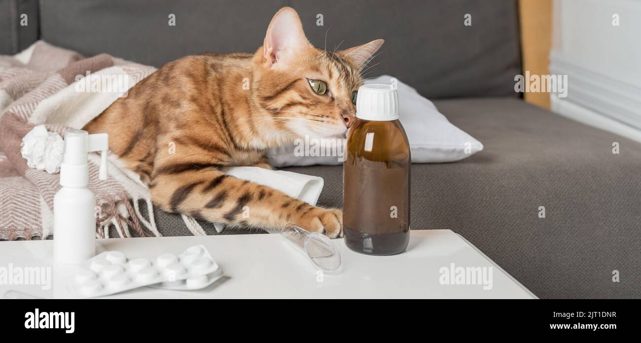 A sick cat lies on the couch, wrapped in a blanket. Bengal cat with flu