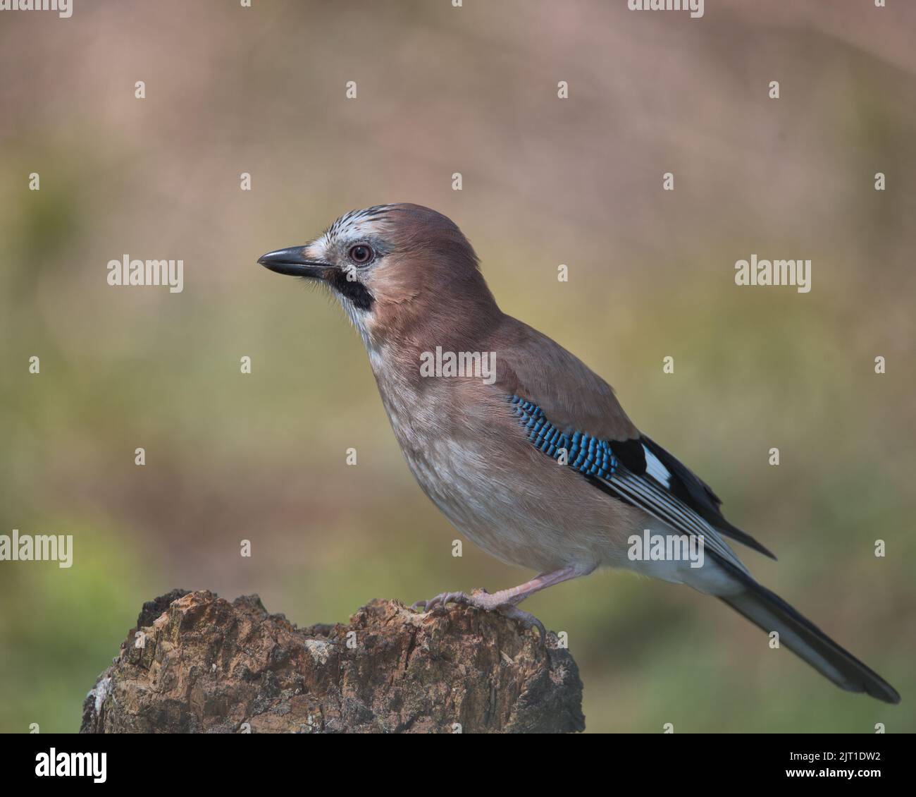 Eurasian jay looking for food a round the woodland floor. Stock Photo